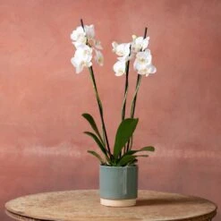Phalaenopsis 'Dover' -Pure Botanica pl2000048235 card3 lg