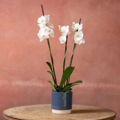 Phalaenopsis 'Dover' -Pure Botanica pl2000048235 card4 lg
