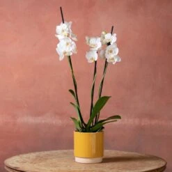 Phalaenopsis 'Dover' -Pure Botanica pl2000048235 card5 lg