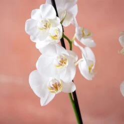 Phalaenopsis 'Dover' -Pure Botanica pl2000048235 card6 lg