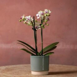 Phalaenopsis 'Flaming Burrito' -Pure Botanica pl2000048236 card3 lg