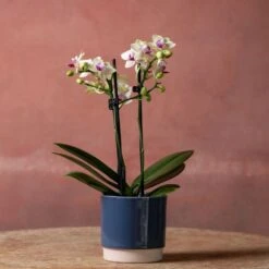 Phalaenopsis 'Flaming Burrito' -Pure Botanica pl2000048236 card4 lg