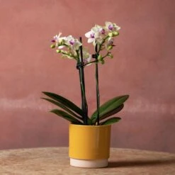 Phalaenopsis 'Flaming Burrito' -Pure Botanica pl2000048236 card5 lg