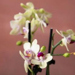 Phalaenopsis 'Flaming Burrito' -Pure Botanica pl2000048236 card6 lg