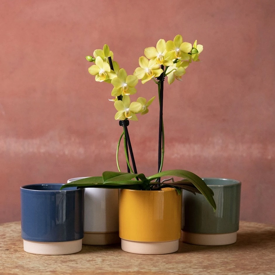 Phalaenopsis 'La Paz' 1 Phalaenopsis 'La Paz'