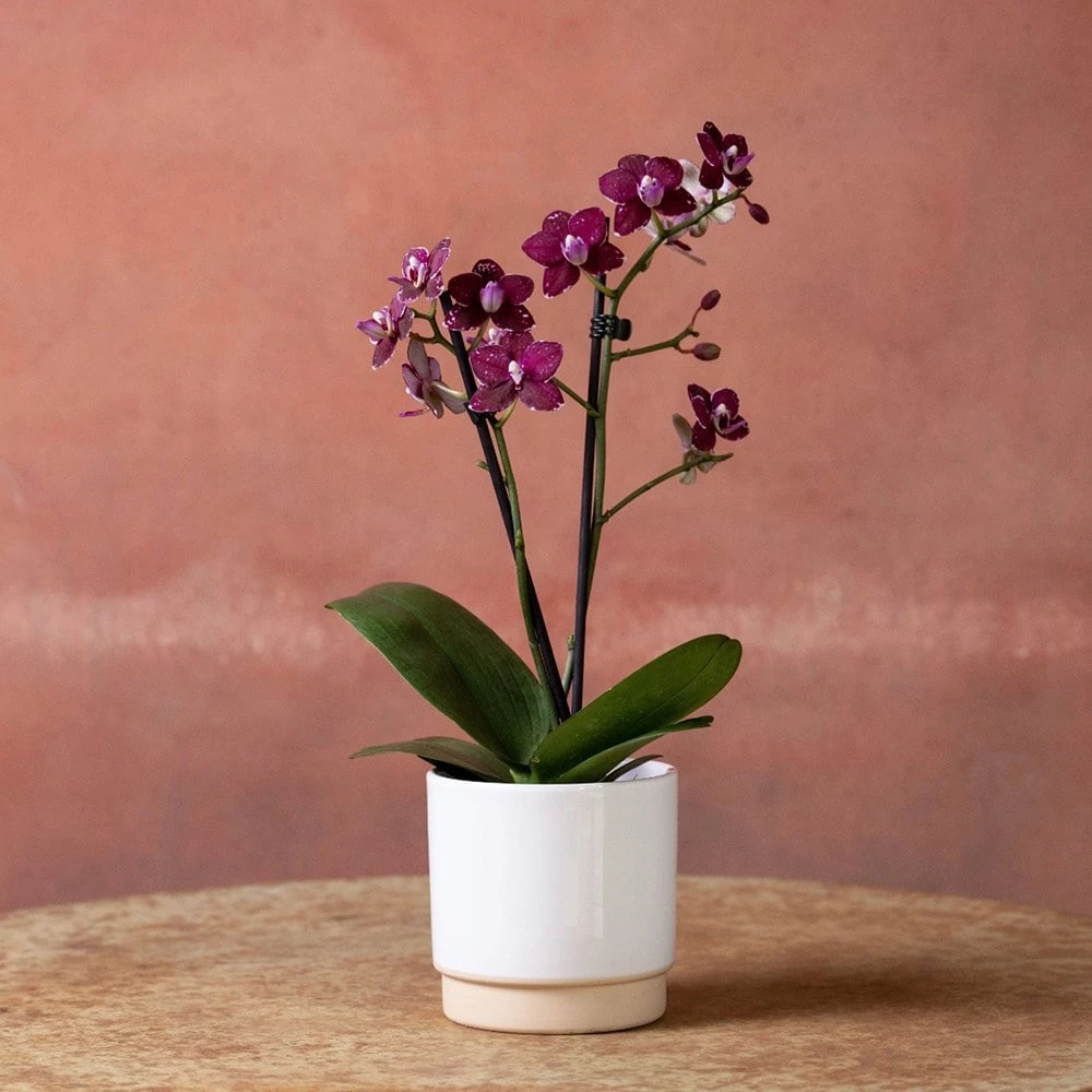 Phalaenopsis 'Hornglin Vicky' 2 Phalaenopsis 'Hornglin Vicky' - Image 2