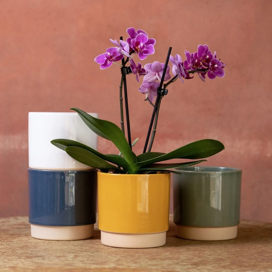 Phalaenopsis 'Perceval' 1 Phalaenopsis 'Perceval'