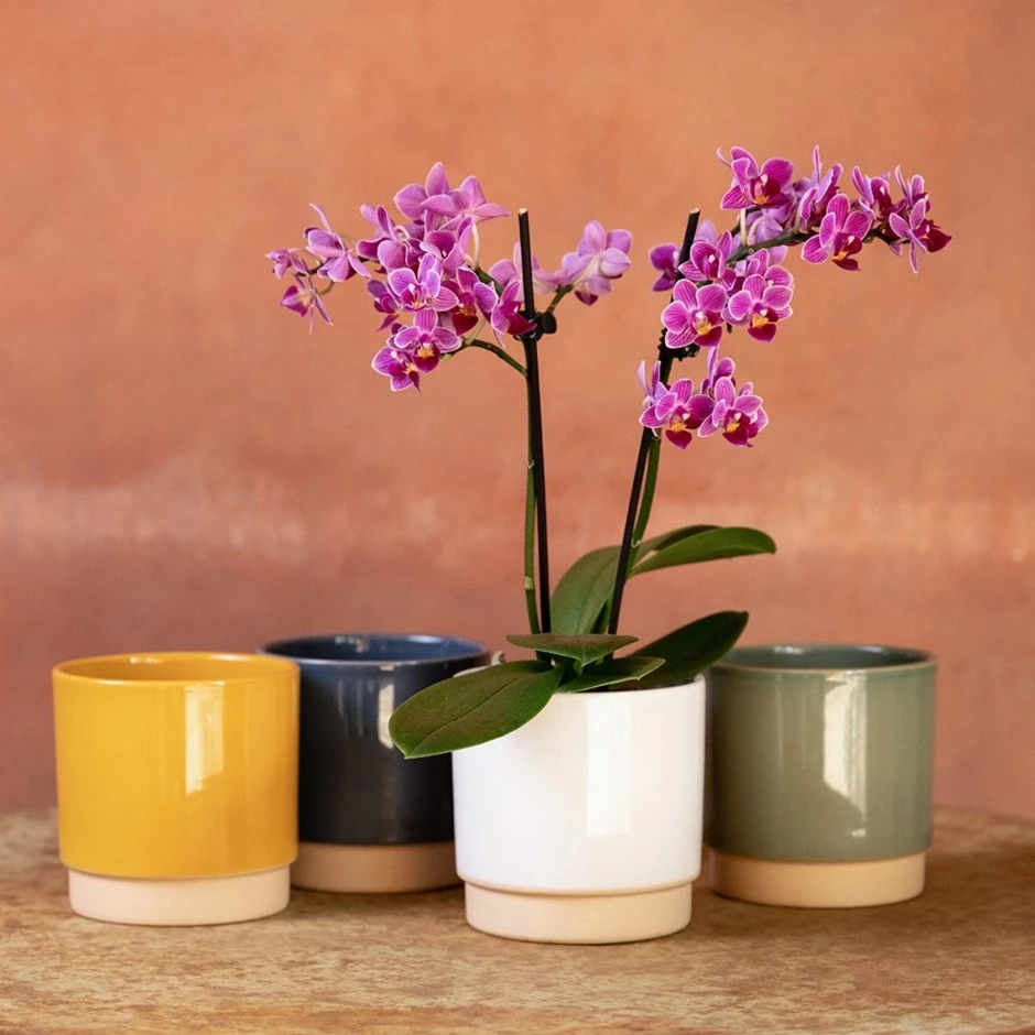 Phalaenopsis 'Take Five' 1 Phalaenopsis 'Take Five'