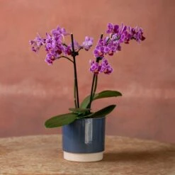 Phalaenopsis 'Take Five' 9 Phalaenopsis 'Take Five' -Pure Botanica pl2000048241 card4 lg
