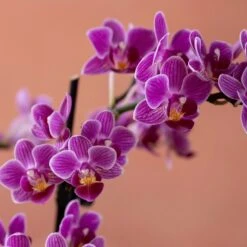 Phalaenopsis 'Take Five' 11 Phalaenopsis 'Take Five' -Pure Botanica pl2000048241 card6 lg