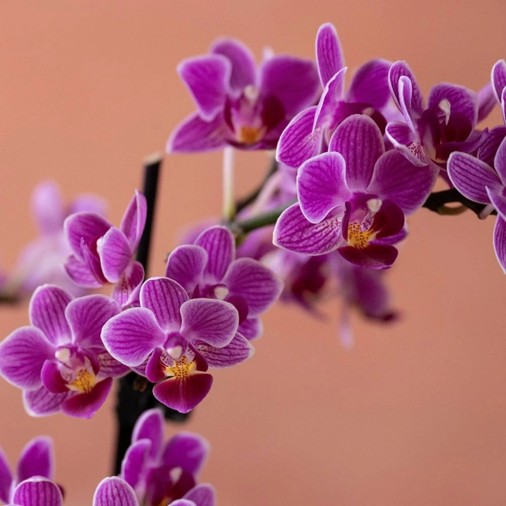 Phalaenopsis 'Take Five' 6 Phalaenopsis 'Take Five' - Image 6