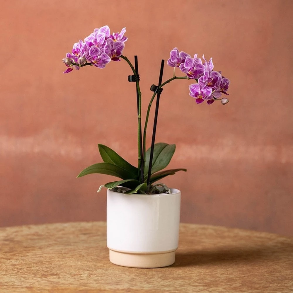 Phalaenopsis 'Pink Veins' 2 Phalaenopsis 'Pink Veins' - Image 2