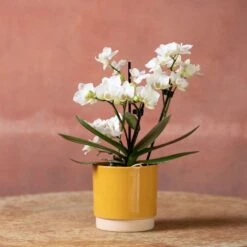 Phalaenopsis 'Zurich' -Pure Botanica pl2000048245 card5 lg