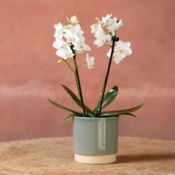 Phalaenopsis 'Bern' -Pure Botanica pl2000048246 card3 lg