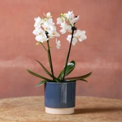 Phalaenopsis 'Bern' -Pure Botanica pl2000048246 card4 lg