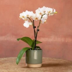Phalaenopsis 'Puppy' -Pure Botanica pl2000048247 card3 lg