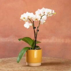 Phalaenopsis 'Puppy' -Pure Botanica pl2000048247 card5 lg