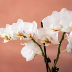 Phalaenopsis 'Puppy' -Pure Botanica pl2000048247 card6 lg