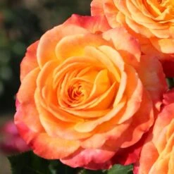 Rosa Meteor ('Korzeigar') (PBR) 5 Rosa Meteor ('Korzeigar') (PBR) -Pure Botanica pl2000048254 card3 lg