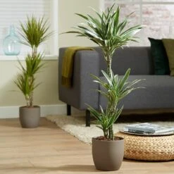 Dracaena Fragrans (Deremensis Group) 'Warneckei'