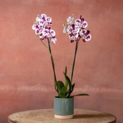 Phalaenopsis 'Marakesh' 8 Phalaenopsis 'Marakesh' -Pure Botanica pl2000048820 card3 lg
