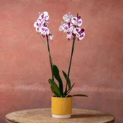Phalaenopsis 'Marakesh' 10 Phalaenopsis 'Marakesh' -Pure Botanica pl2000048820 card5 lg