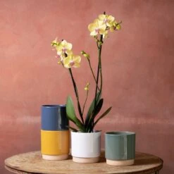 Phalaenopsis 'Golden Cheetah'