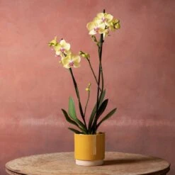 Phalaenopsis 'Golden Cheetah' 10 Phalaenopsis 'Golden Cheetah' -Pure Botanica pl2000048821 card5 lg