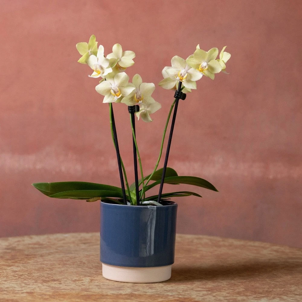 Phalaenopsis 'Livorno' 4 Phalaenopsis 'Livorno' - Image 4