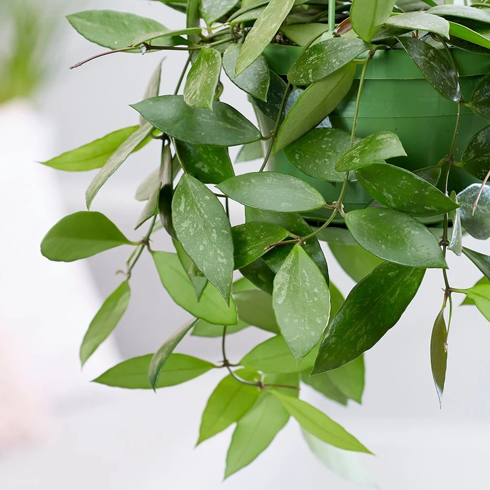 Hoya Gracilis 2 Hoya Gracilis - Image 2