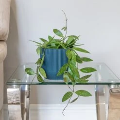 Hoya Gracilis 7 Hoya Gracilis -Pure Botanica pl2000048883 card3 lg