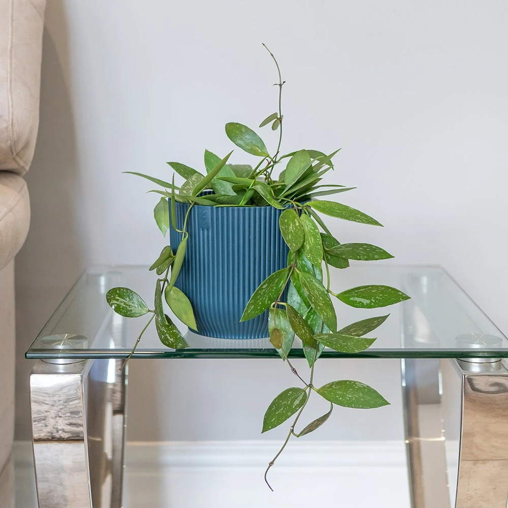 Hoya Gracilis 3 Hoya Gracilis - Image 3