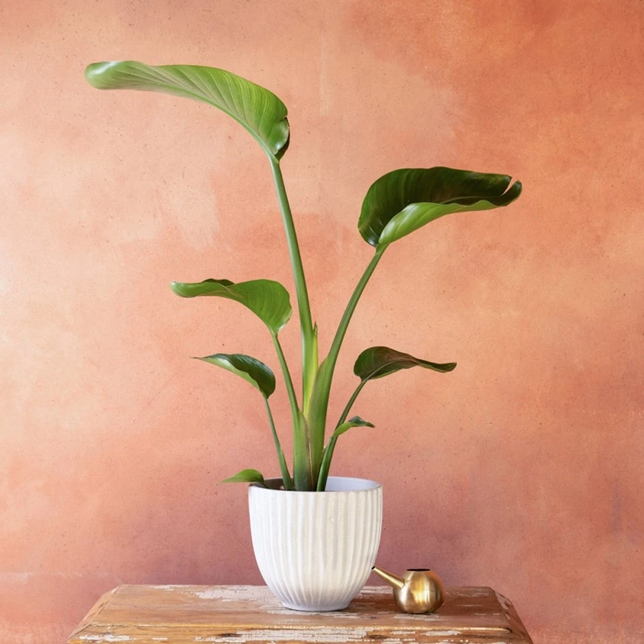 Strelitzia Nicolai 1 Strelitzia Nicolai