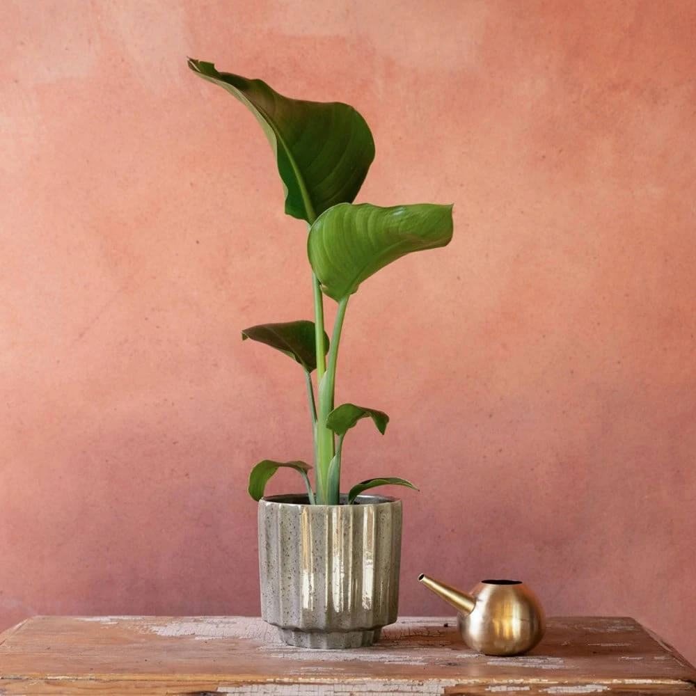 Strelitzia Nicolai 2 Strelitzia Nicolai - Image 2