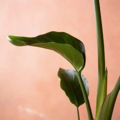 Strelitzia Nicolai 7 Strelitzia Nicolai -Pure Botanica pl2000048913 card4 lg