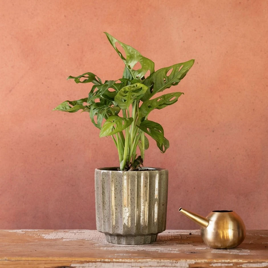 Monstera 'Monkey Leaf' 1 Monstera 'Monkey Leaf'