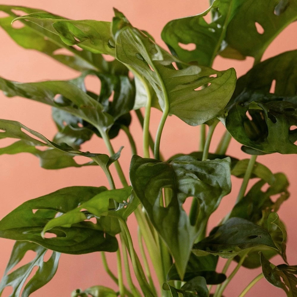 Monstera 'Monkey Leaf' 2 Monstera 'Monkey Leaf' - Image 2