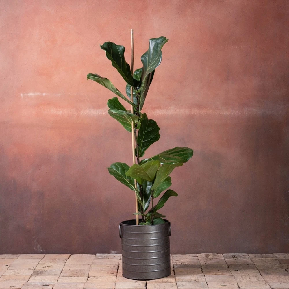 Ficus Lyrata 2 Ficus Lyrata - Image 2