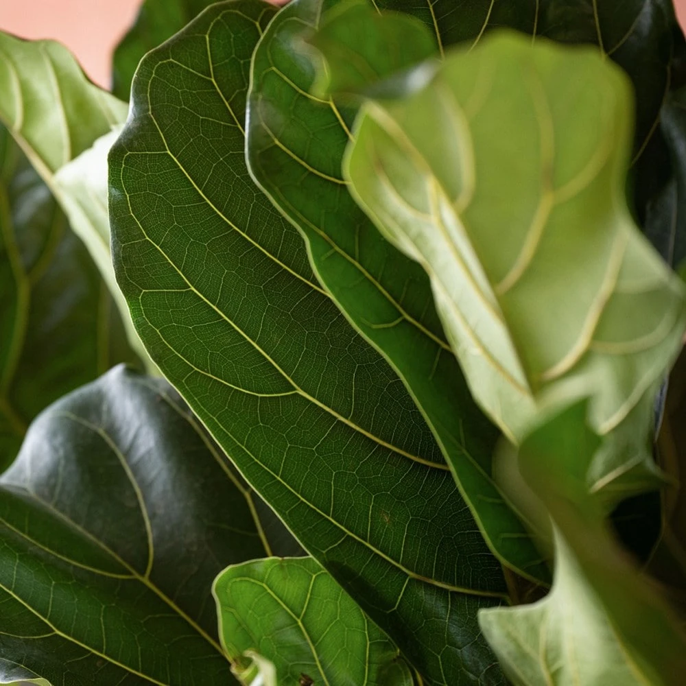 Ficus Lyrata 3 Ficus Lyrata - Image 3