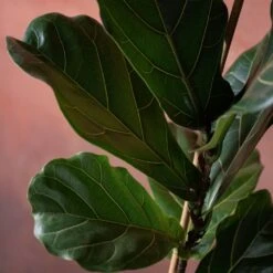 Ficus Lyrata 7 Ficus Lyrata -Pure Botanica pl2000048920 card4 lg