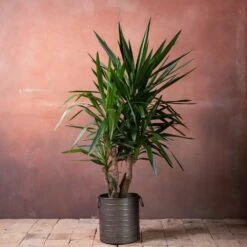 Yucca Elephantipes -Pure Botanica pl2000048938 card3 lg