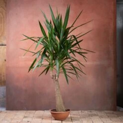 Yucca Elephantipes -Pure Botanica pl2000048938 card4 lg