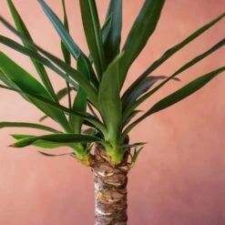 Yucca Elephantipes -Pure Botanica pl2000048938 card6 lg