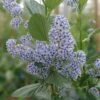 Ceanothus Arboreus 'Trewithen Blue'