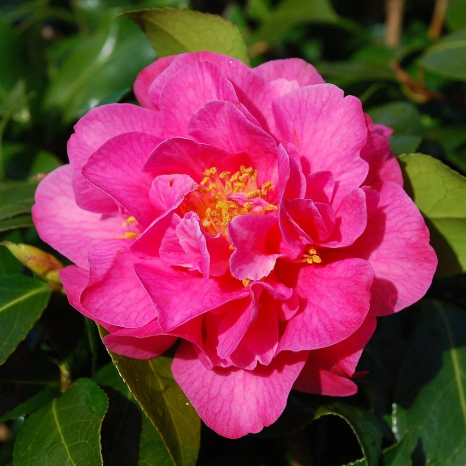 Camellia × Williamsii 'Señorita' 1 Camellia × Williamsii 'Señorita'