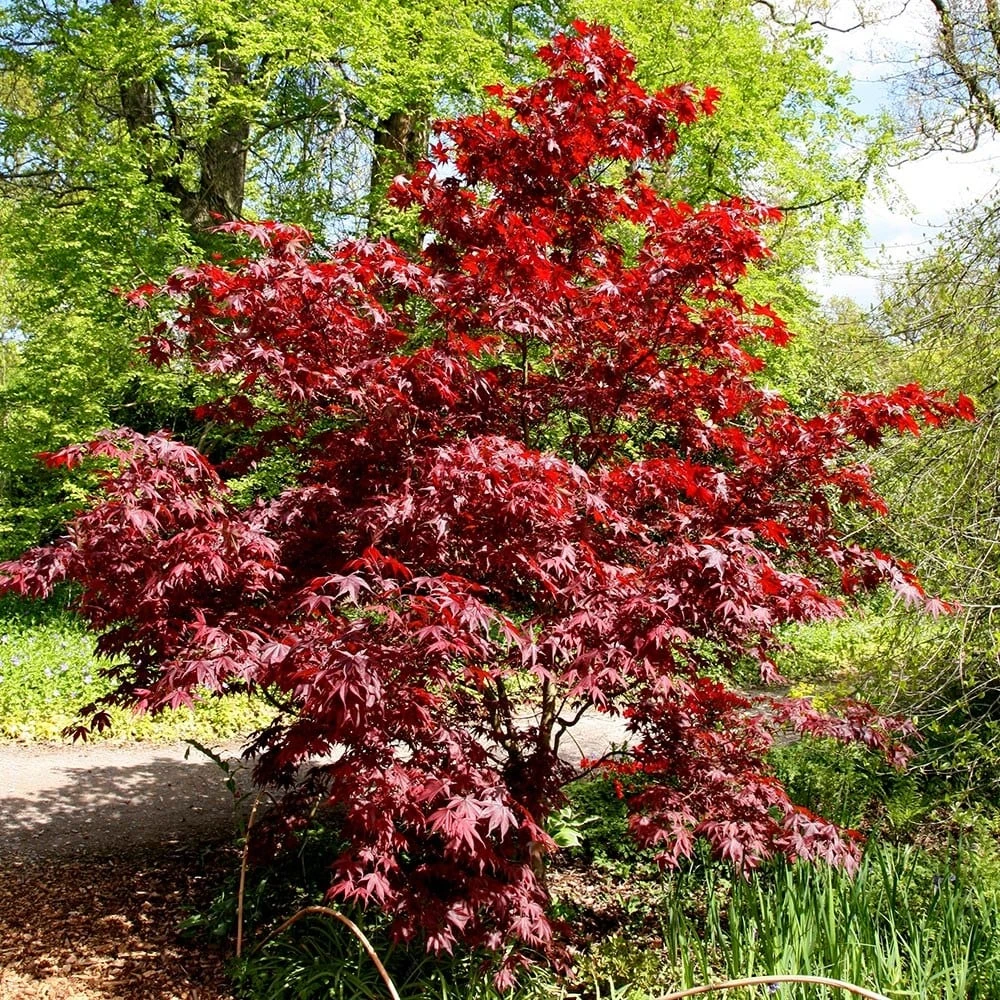 Acer Palmatum 'Bloodgood' 2 Acer Palmatum 'Bloodgood' - Image 2
