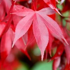 Acer Palmatum 'Bloodgood' 6 Acer Palmatum 'Bloodgood' -Pure Botanica tr0000000081 card3 lg