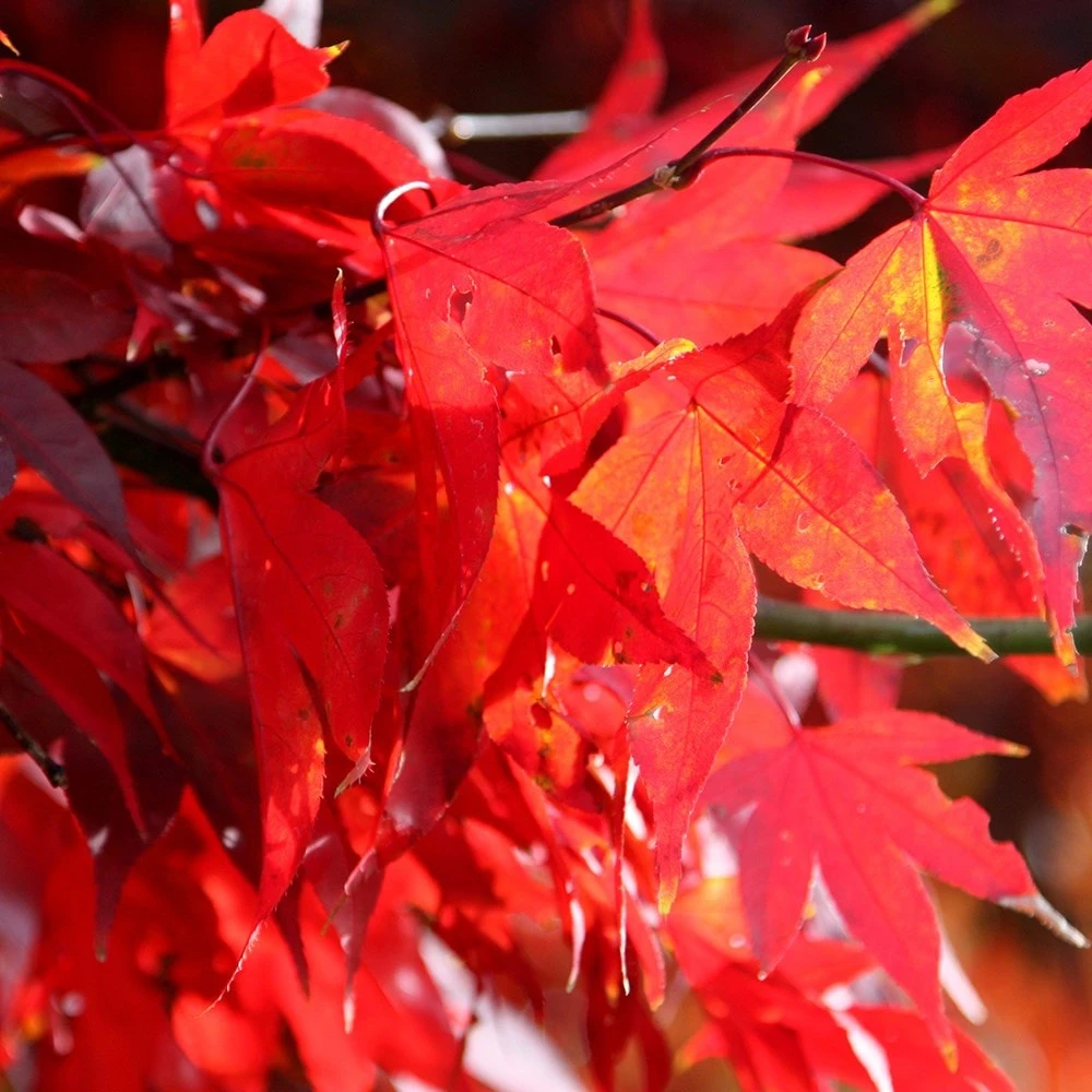 Acer Palmatum 'Bloodgood' 4 Acer Palmatum 'Bloodgood' - Image 4