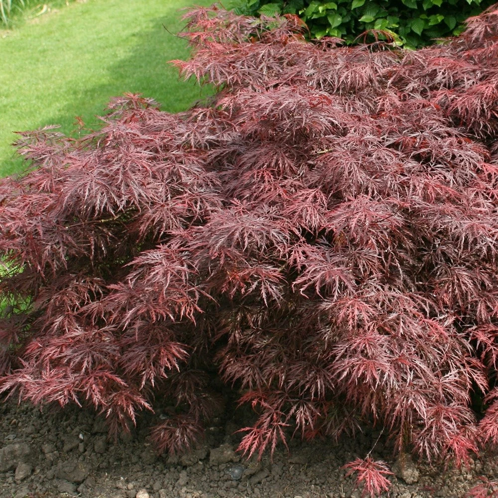 Acer Palmatum 'Garnet' 2 Acer Palmatum 'Garnet' - Image 2