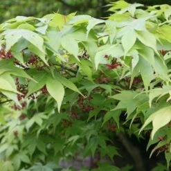 Acer Palmatum 'Osakazuki' -Pure Botanica tr0000000109 card3 lg